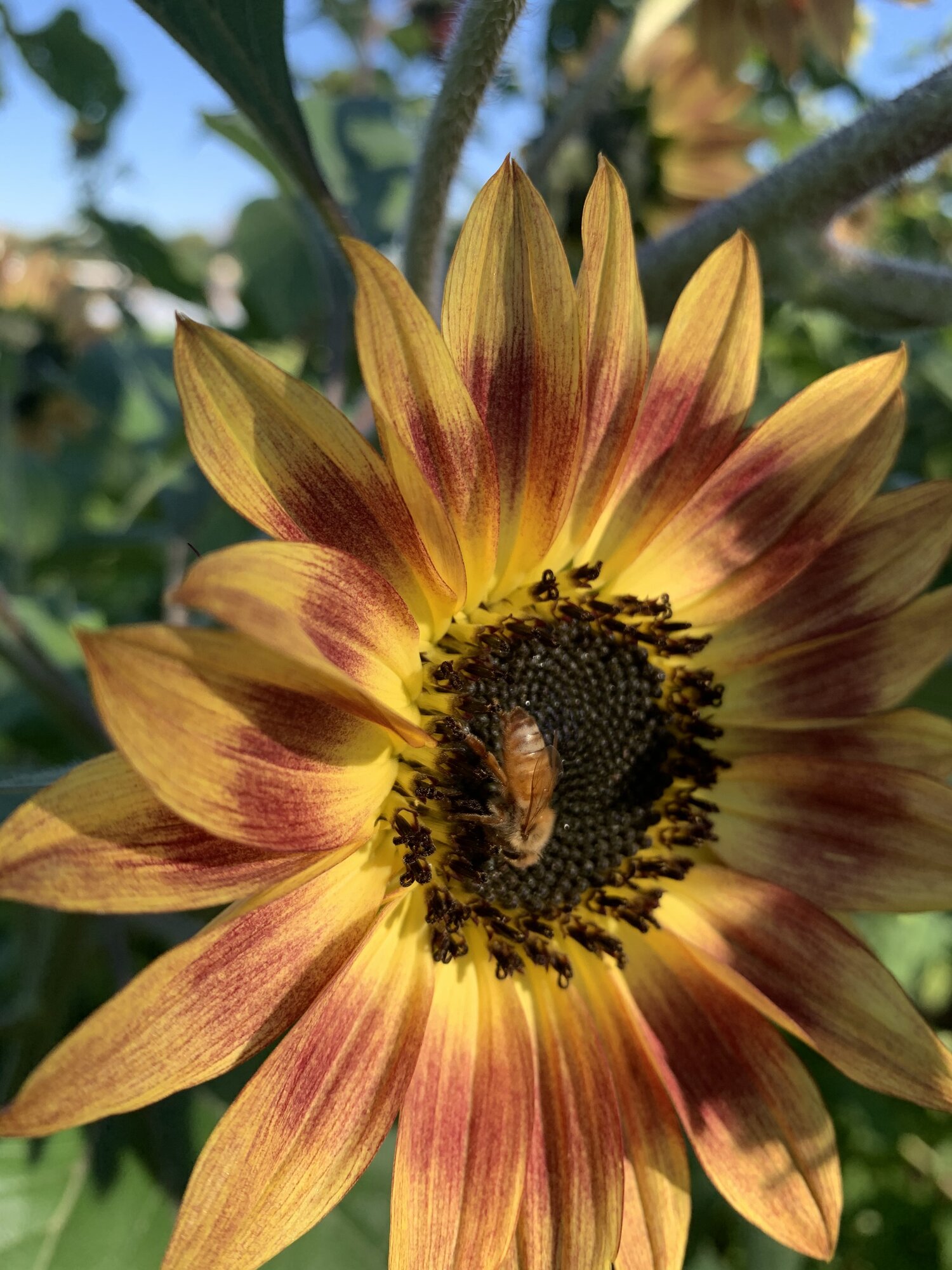 U-Pick Sunflower Harvest