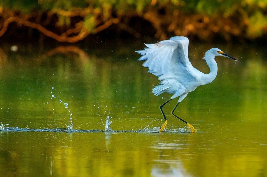Bird on water