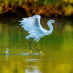 Bird on water