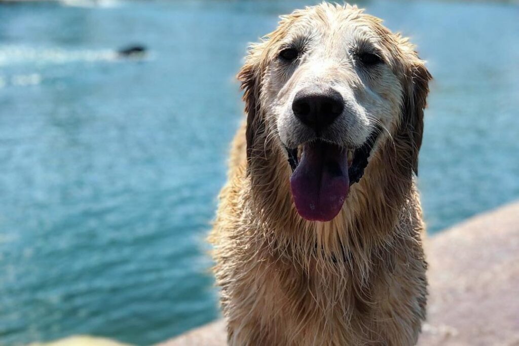 Dog at Cosmo Dog Park