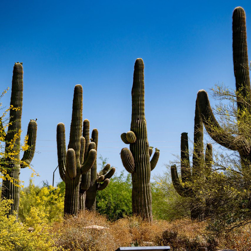 outdoors cactus