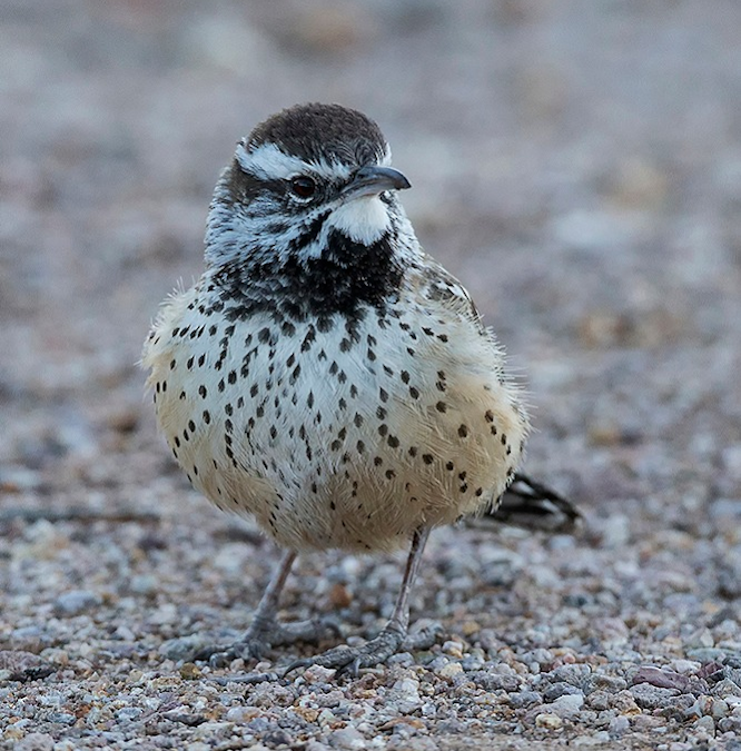 Guided Bird Walk at Lost Dutchman