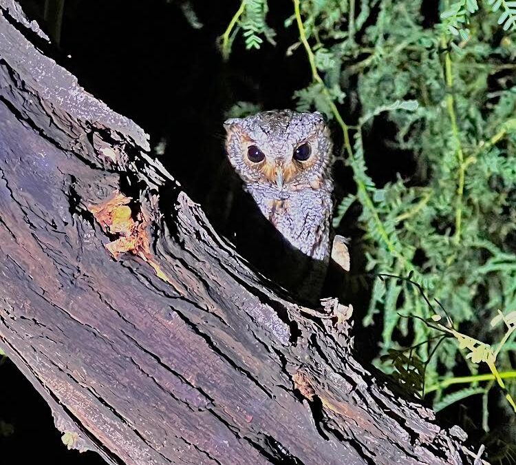 Nighttime Owl Prowl at Lost Dutchman