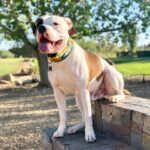 Packer Pups Instagram 1650 Ig 17922803617311337