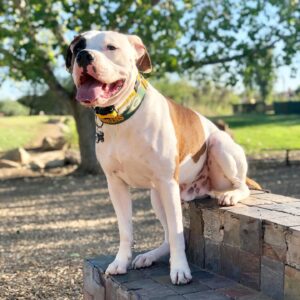 Packer Pups Instagram 1650 Ig 17922803617311337