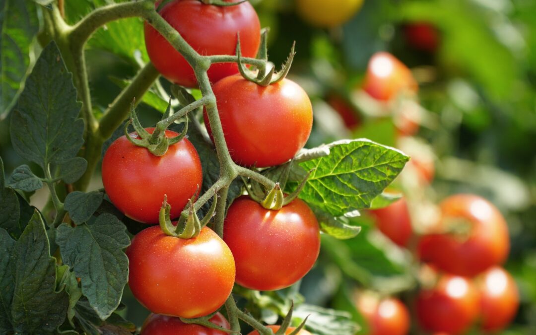 Tomato & Sunflower U-Pick at Agritopia
