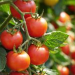 Rote Tomaten Am Strauch