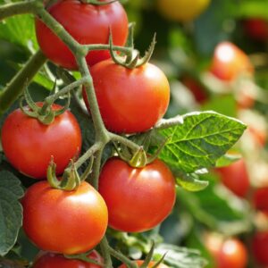 Rote Tomaten Am Strauch