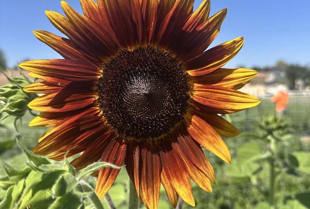 Sunflower Bouquet Making Class at Agritopia