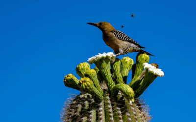 Protected: Bird Watching Adventure at the Gilbert Riparian Preserve