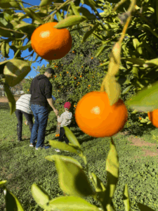 Citrus U-Pick