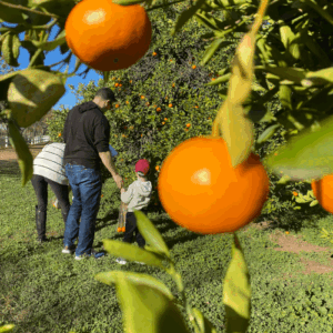 A family picking fruit from orange trees