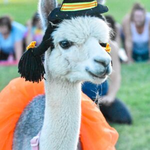 Alpacascary 1