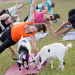 Goat Yoga Arizona Goat Yoga Owned Image Cropped