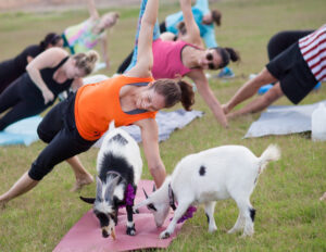 Baby Goat Extravaganza & Alpaca Yoga 🐐