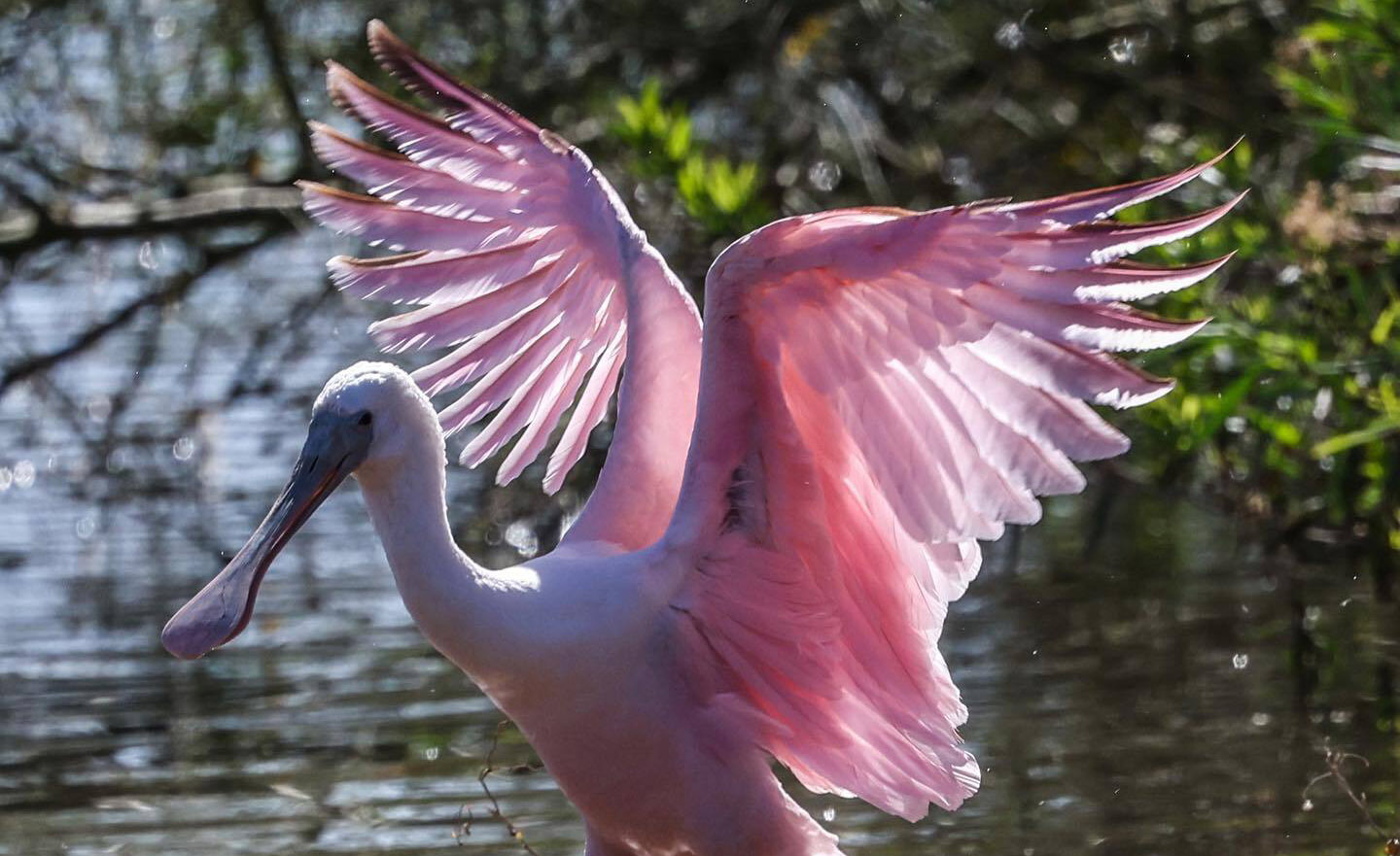 pink beautiful bird