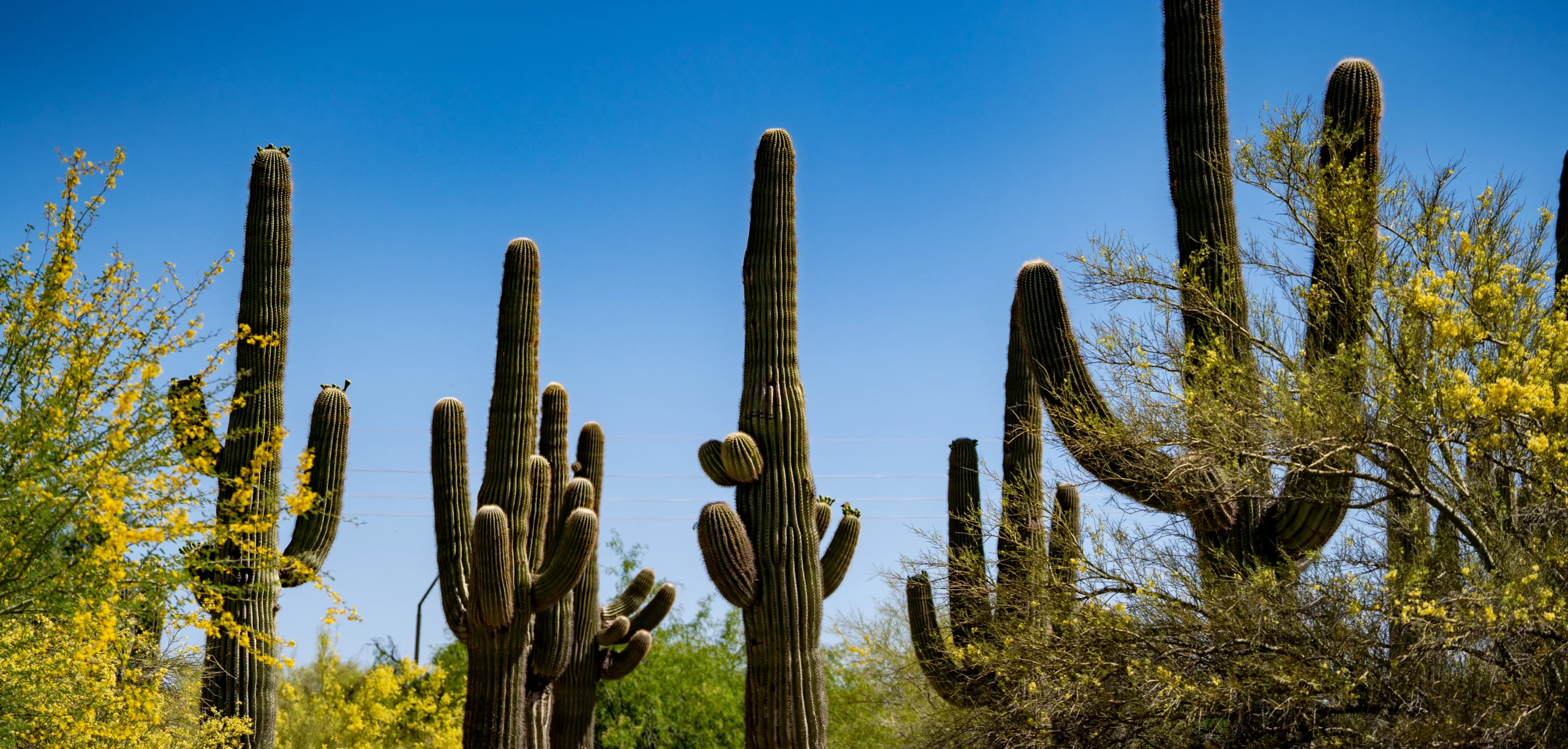 Desert adventure in Gilbert, Arizona