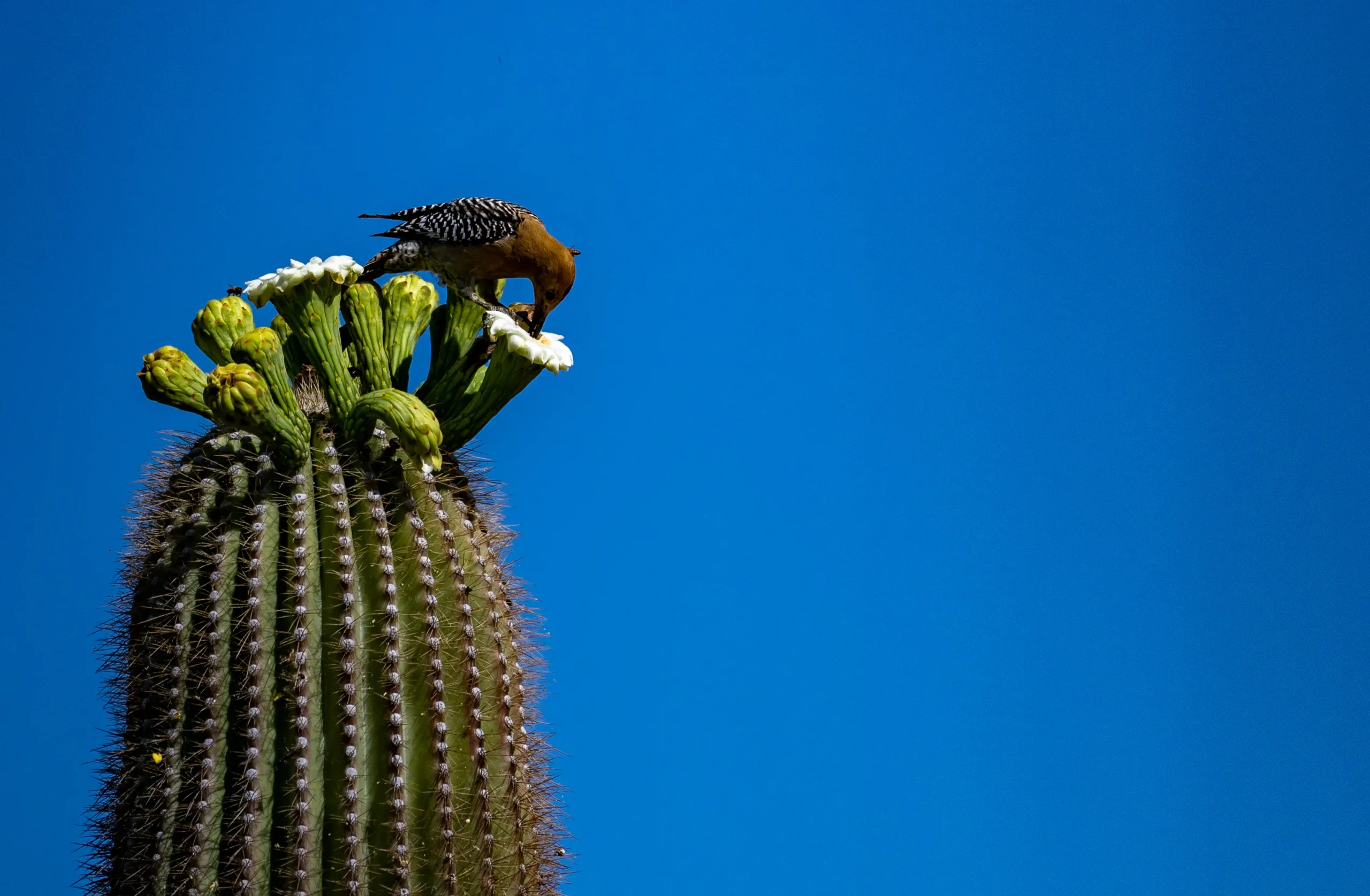 Pasea con la naturalista Sección 4 Imagen 1