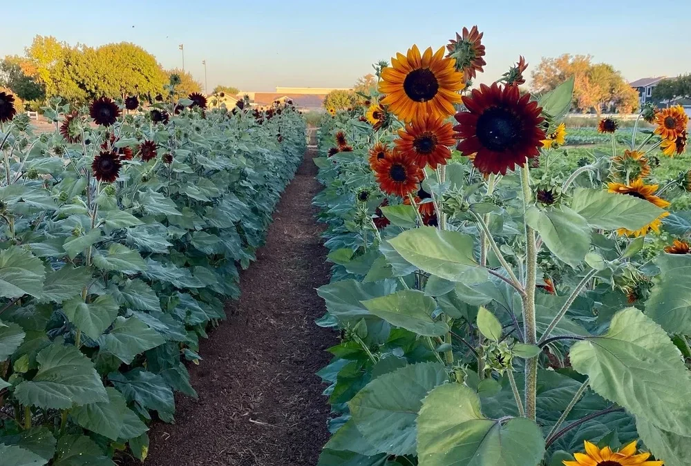 Agritopia Summer U-Pick