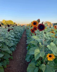 Agritopia Summer U-Pick
